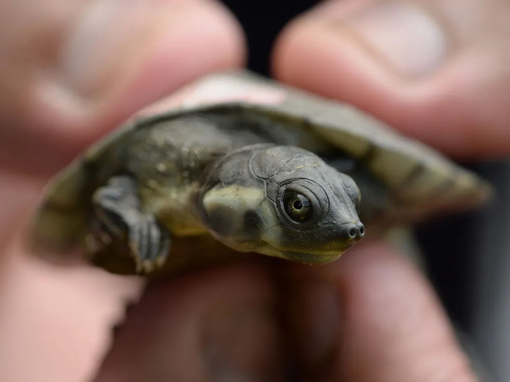 Colombian volunteers release 1,200 baby river turtles for conservation success